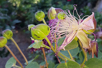 Fleurs de câpres