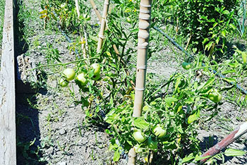 Tomato plants at Andromeda in Sifnos