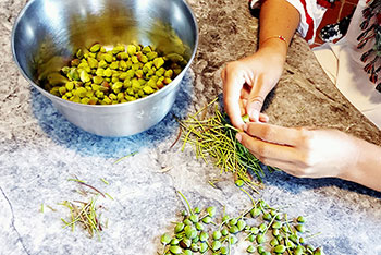 The procedure of cleaning the caper