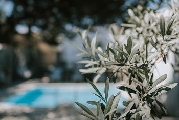 Olives dans la région de Andromeda