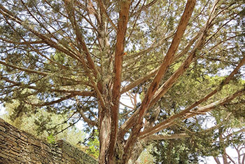 Large trees offering their shade